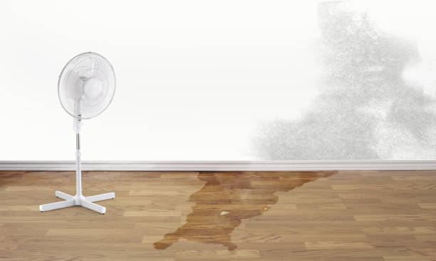 Best 24/7 water damage repair  in Lake St Croix Beach, MN